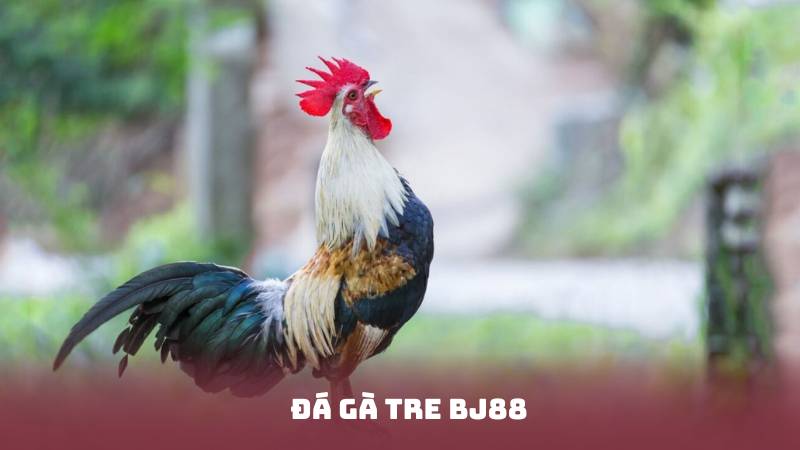 Đá Gà Tre BJ88 - Top Mẹo Cá Cược Giúp Bạn Luôn Dẫn Đầu