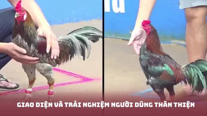 Giao diện và trải nghiệm người dùng thân thiện