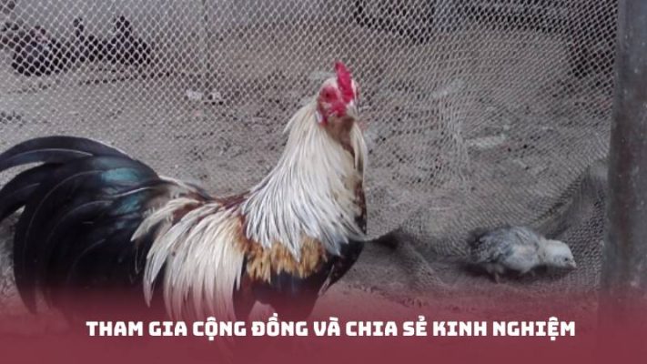 Tham gia cộng đồng và chia sẻ kinh nghiệm